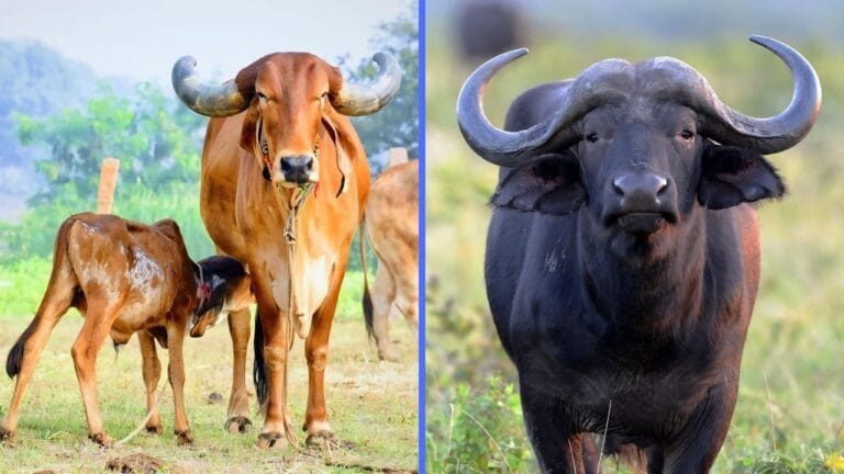 How to Earn Money With 2 Cows and 2 Buffaloes: A Step-by-Step Guide to Earning ₹50,000 Per Month
