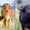 How to Earn Money With 2 Cows and 2 Buffaloes: A Step-by-Step Guide to Earning ₹50,000 Per Month